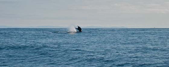 First couple of humpback whales, one blowing, one diving